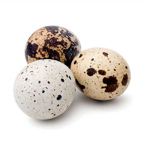 Egg, quail, whole, fresh, raw