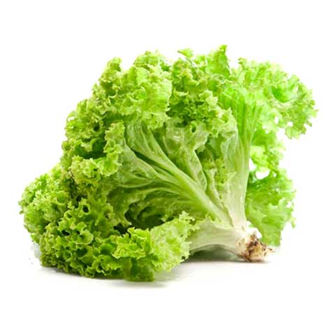 Lettuce, green leaf, raw